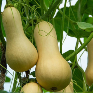 butternut